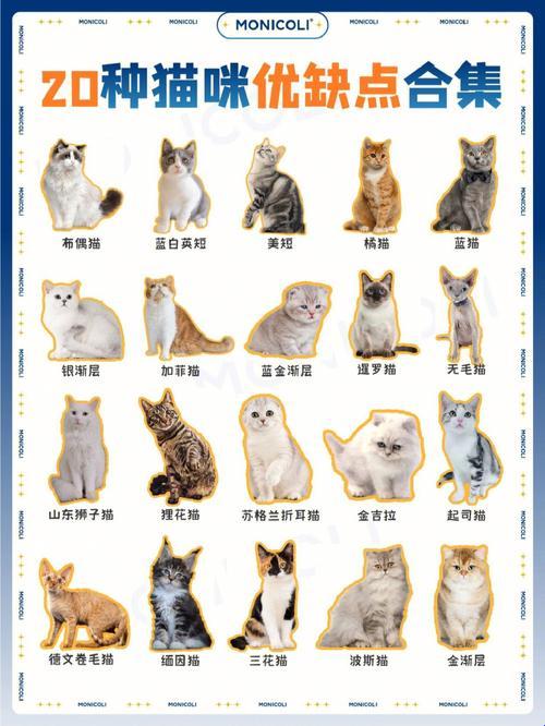 "喵星升级战：猫咪3.0与2.0的奇妙差异"