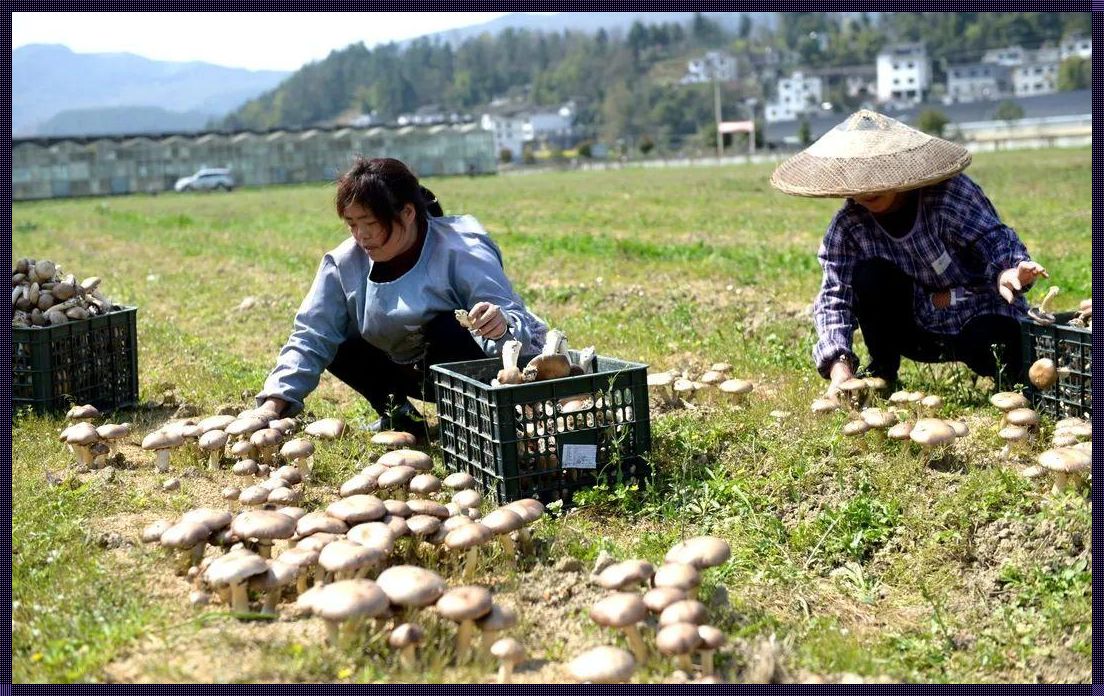 妞们，双龙街道采蘑菇地图揭秘，潮爆了！