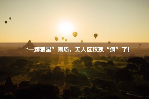 “一颗狼星”闹场，无人区玫瑰“疯”了！