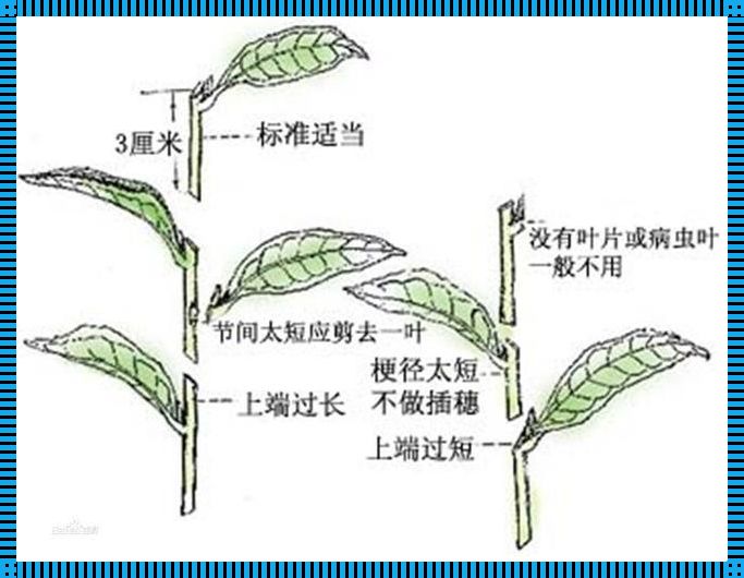 "插秧大作战：网传30式花招，笑侃农活也疯狂"