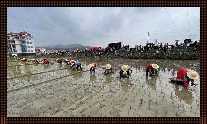 "水田秘境：插秧之后，世界怎样？