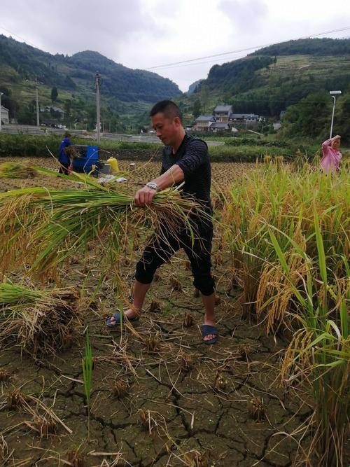 《时尚界意外“种田热”：亲家公的稻谷秀场！》