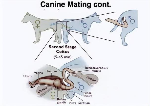 狗与人的“同房”之谜