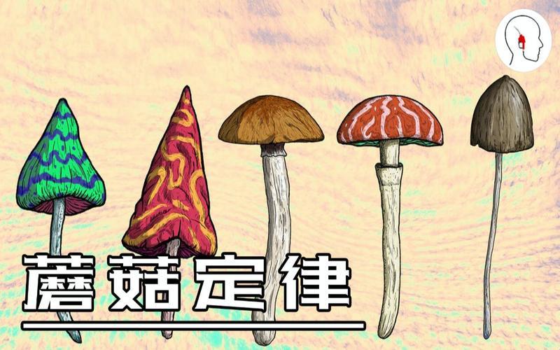 蘑菇印象：潮流的秘密花园