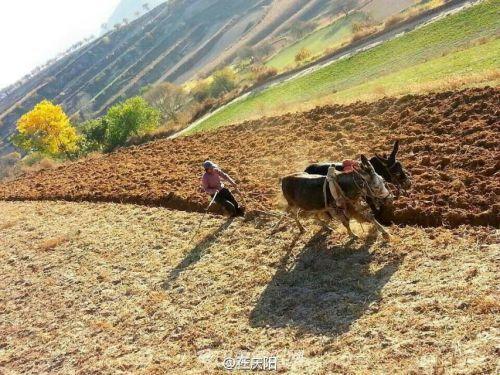 《耕耘母土，笑料迭出》