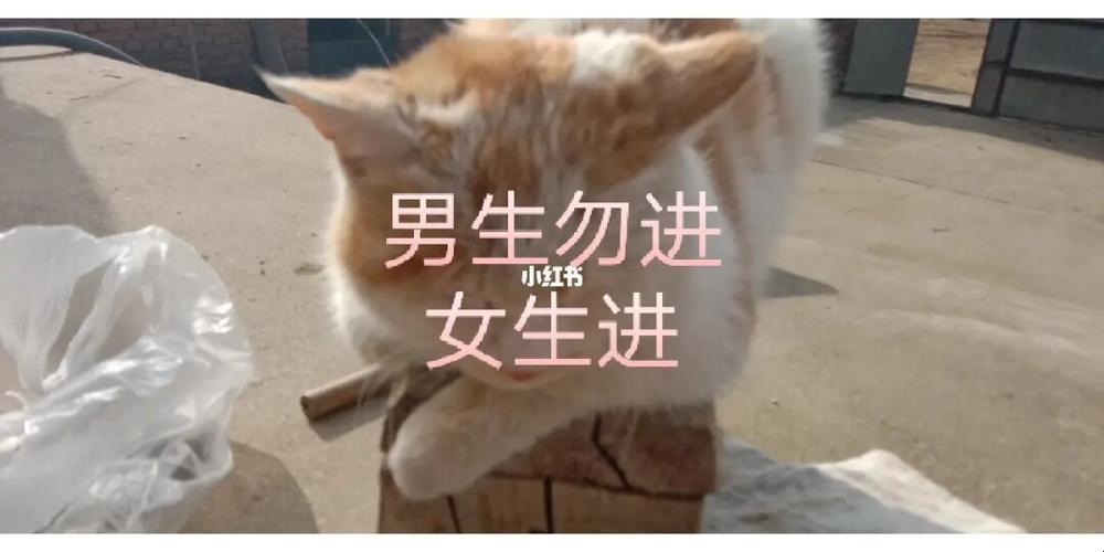 “俩男造猴热”：荒诞潮流下的冷嘲热讽