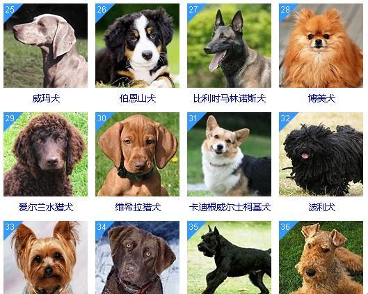 《犬界翘楚：粉墨登场的新星们》