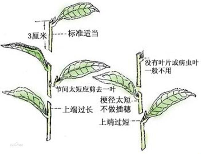 "72插秧法"图鉴：女性版创新狂潮的讽刺画