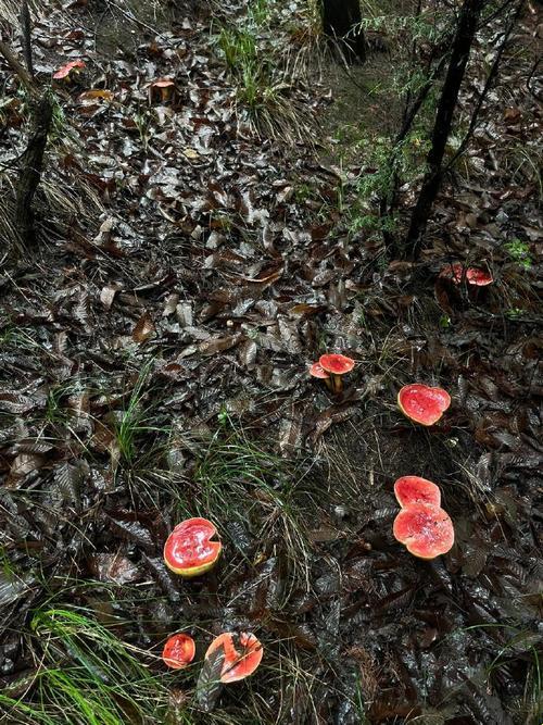 “蘑”幻现实，“菇”凉你真相了？