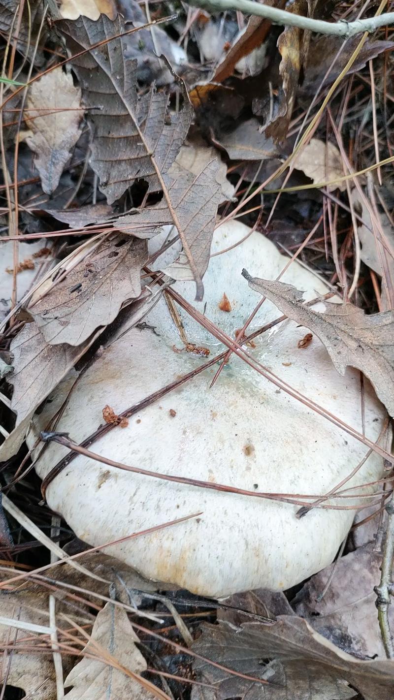 "掌中宝"菌界奇观：是蘑菇，还是戏法？