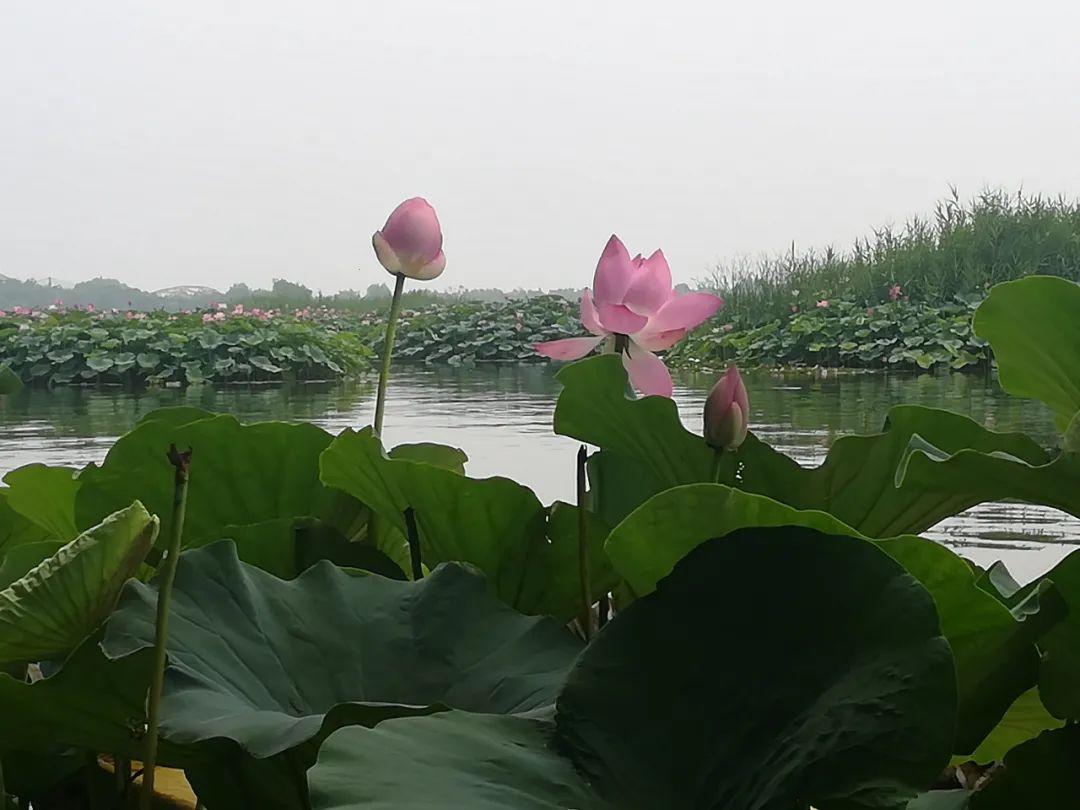 “蔚县莲花池：时代风潮的神秘反差”