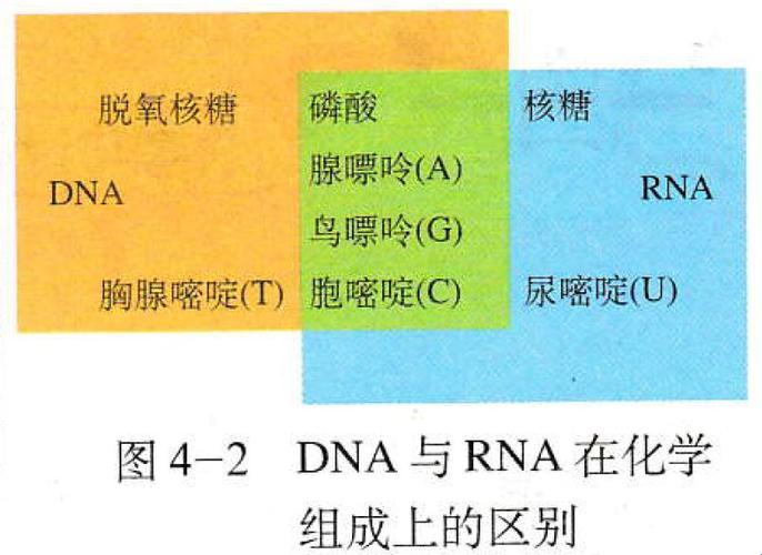 女性身体里的基因“跨界恋”：DNA和RNA的“另类牵手”