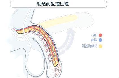 “41岁，晨勃逆袭：这把年纪，也能破纪录？”