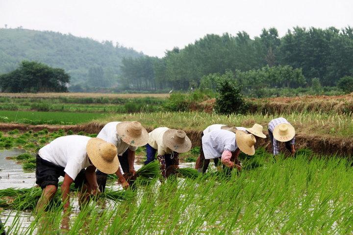 农夫山泉有点田，夫妻携手“绘”秧图