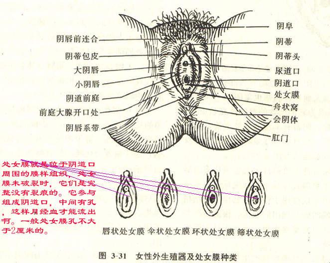 嘴唇变大，笑容更自信