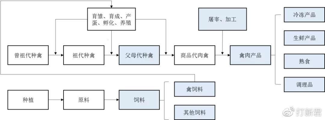 "超级肉禽"揭秘：女性行业新风向的另类解读