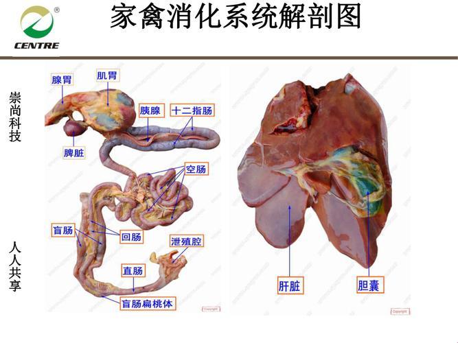 女性世界，肉禽系统崛起的疯狂时代