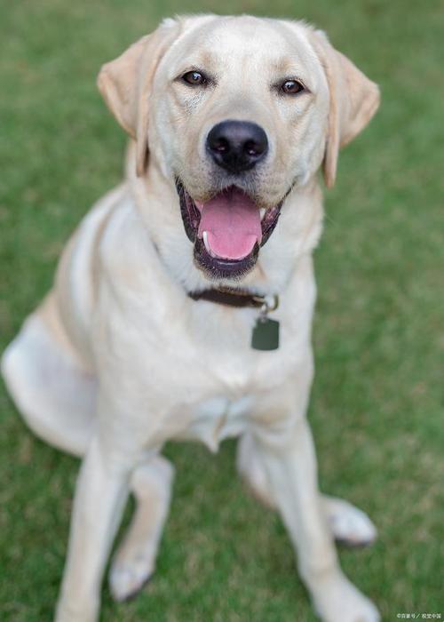 "女人与犬：揭秘大中型犬的绝配之谜，网友直呼离谱"