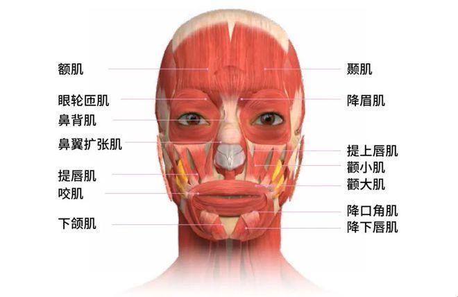 降眉肌与降眉间肌，傻傻分不清？来看这篇“狡黠”解析！