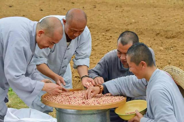 "燕氏寺庙播种"：潮流界的神秘力量