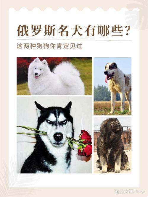 “俄犬”创新？网震背后的冷嘲热讽