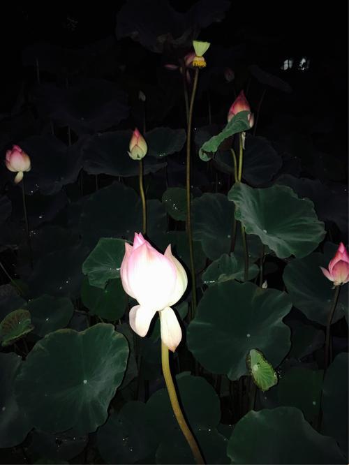 60岁花开半夜，潮流新态还是世界疯狂？