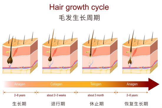 头发的生长：一场从“头皮大地”到“发梢天涯”的奇妙旅程