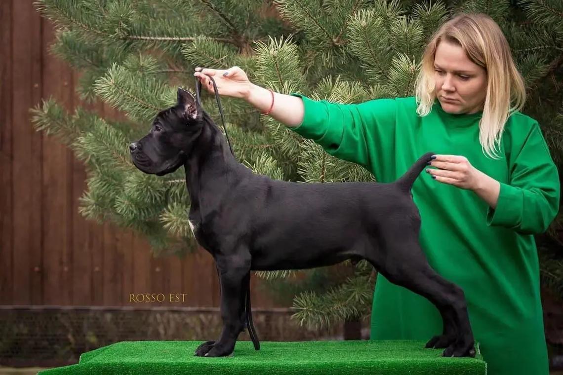 俄罗斯巨犬大揭秘，网民众口纷纭，女性视角下的新奇谈资